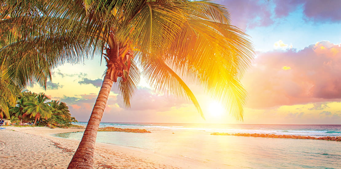 A palm tree on a beach in Barbados